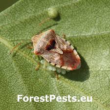 Attēlu rezultāti vaicājumam “Elasmucha grisea”
