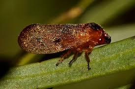 Attēlu rezultāti vaicājumam “Auchenorrhyncha”