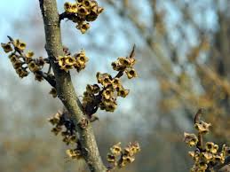 Attēlu rezultāti vaicājumam “Hamamelis virginiana bud”