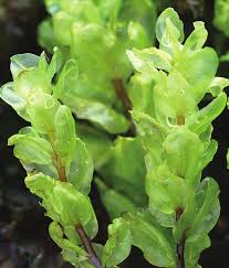 Attēlu rezultāti vaicājumam “Pseudobryum cinclidioides”