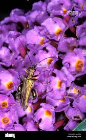 Attēlu rezultāti vaicājumam “Oedemera sp.”