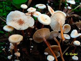 Attēlu rezultāti vaicājumam “Collybia tuberosa”