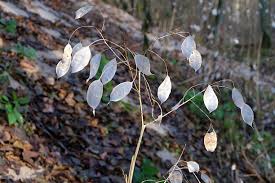 Attēlu rezultāti vaicājumam “Lunaria rediviva leaf”