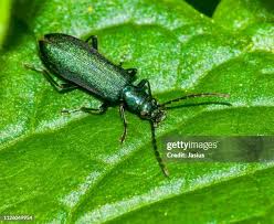Attēlu rezultāti vaicājumam “Chrysanthia viridissima”