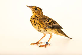 Attēlu rezultāti vaicājumam “Anthus trivialis”