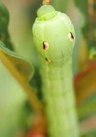 Attēlu rezultāti vaicājumam “Deilephila elpenor larva”