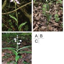 Attēlu rezultāti vaicājumam “Cephalanthera rubra leaf”