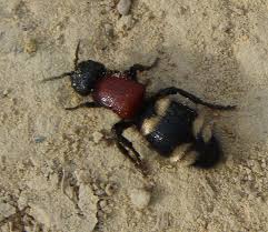 Attēlu rezultāti vaicājumam “Mutilla europaea”