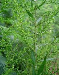 Image result for Chenopodium ambrosioides