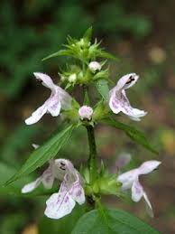 Attēlu rezultāti vaicājumam “Stachys palustris flower”
