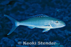 Image result for Aprion virescens