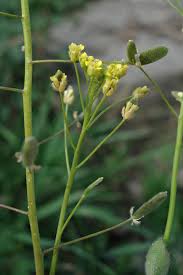 Attēlu rezultāti vaicājumam “Draba nemorosa”