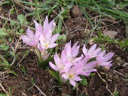 Attēlu rezultāti vaicājumam “Colchicum szovitsii subsp. szovitsii”