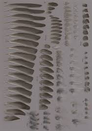 Attēlu rezultāti vaicājumam “Pinicola enucleator adult”