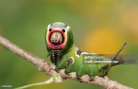 Attēlu rezultāti vaicājumam “Cerura vinula larva”