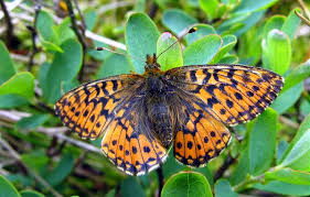 Attēlu rezultāti vaicājumam “Boloria aquilonaris underside”