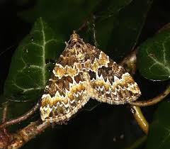 Attēlu rezultāti vaicājumam “Electrophaes corylata”