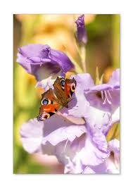 Attēlu rezultāti vaicājumam “Inachis io upperside”