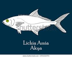 Image result for Lichia amia