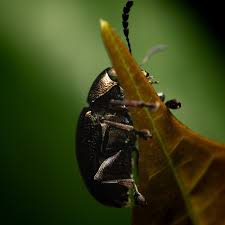 Attēlu rezultāti vaicājumam “Poecilus versicolor”