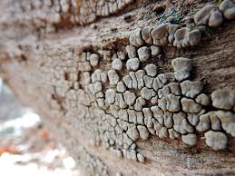 Attēlu rezultāti vaicājumam “Xylobolus frustulatus”