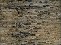 Attēlu rezultāti vaicājumam “Xylographa paralella”