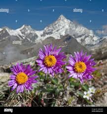 Image result for Aster alpinus