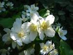 File:Lewis's Mock-orange NFUW - Umatilla NF Oregon.jpg - Wikimedia ...