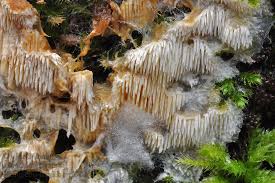 Attēlu rezultāti vaicājumam “Dentipellis fragilis”