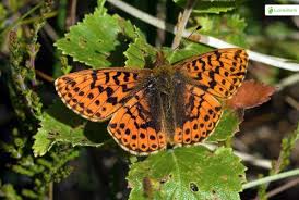 Attēlu rezultāti vaicājumam “Boloria aquilonaris”