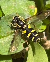Attēlu rezultāti vaicājumam “Xanthogramma sp.”