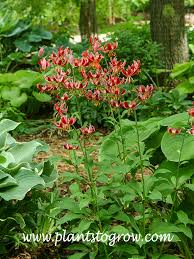 Attēlu rezultāti vaicājumam “Lilium martagon leaf”