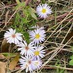 Attēlu rezultāti vaicājumam “Symphyotrichum x salignum flower”