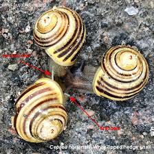 Attēlu rezultāti vaicājumam “Cepaea hortensis”