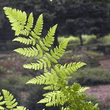 Attēlu rezultāti vaicājumam “Dryopteris carthusiana”