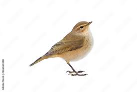 Attēlu rezultāti vaicājumam “Phylloscopus collybita”