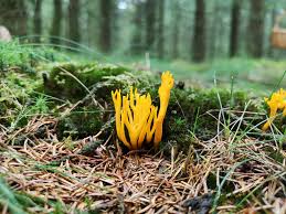 Attēlu rezultāti vaicājumam “Calocera viscosa”