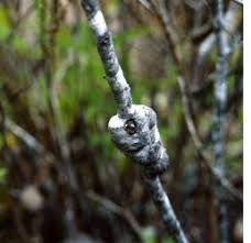 Attēlu rezultāti vaicājumam “Comatricha ellae stalked”