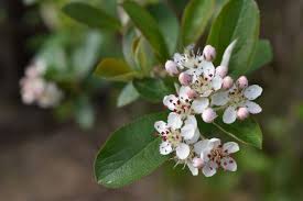 Attēlu rezultāti vaicājumam “Aronia melanocarpa flower”