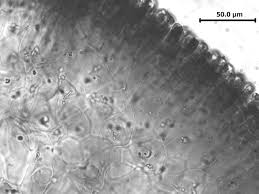 Attēlu rezultāti vaicājumam “Leskea polycarpa sporophyte”