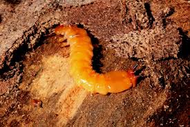 Attēlu rezultāti vaicājumam “Pyrochroidae imago”