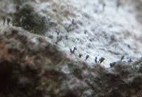 Attēlu rezultāti vaicājumam “Chaenotheca chlorella”