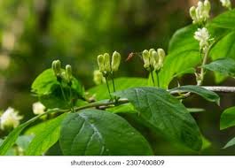 Attēlu rezultāti vaicājumam “Lonicera xylosteum bud”