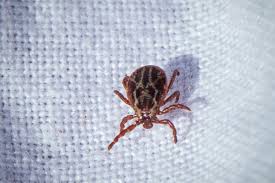 Attēlu rezultāti vaicājumam “Dermacentor reticulatus”