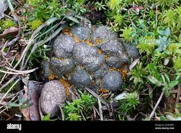 Attēlu rezultāti vaicājumam “Cheilymenia stercorea”