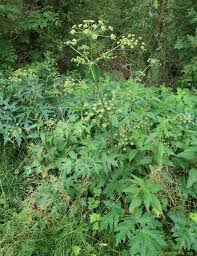Attēlu rezultāti vaicājumam “Heracleum sphondylium subsp. sibiricum”
