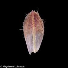 Attēlu rezultāti vaicājumam “Schoenoplectus lacustris subsp. lacustris”