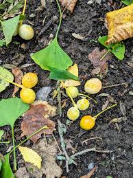 Attēlu rezultāti vaicājumam “Ginkgo biloba fruit”