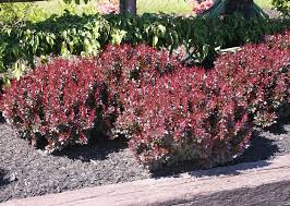 Attēlu rezultāti vaicājumam “Cribraria rubiginosa”