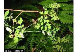 Image result for Adlumia cirrhosa